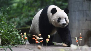 Live: Birthday party for giant pandas held in Sichuan