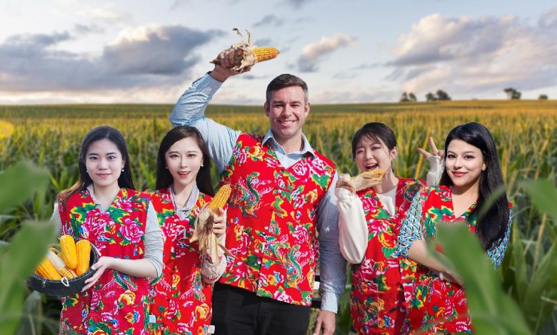 Live: Devouring a corn feast in golden fields in northeast China