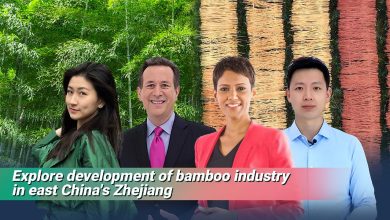 Live: Explore development of bamboo industry in east China's Zhejiang