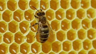 Live: Get ready for an enlightening journey into the world of bees