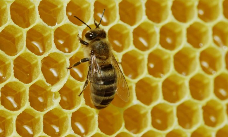 Live: Get ready for an enlightening journey into the world of bees