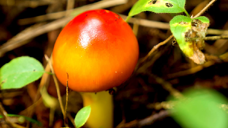 Mushrooms flourish in Changbai Mountain's rich ecosystem