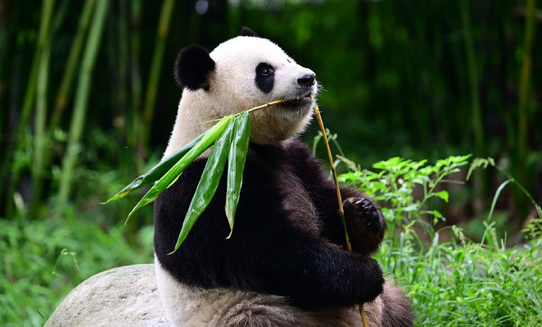 New giant panda pair arrives in Hong Kong