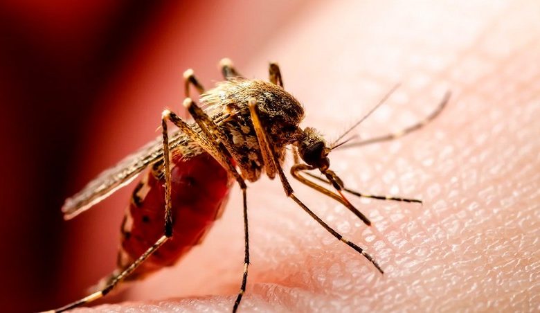 Number of West Nile fever deaths in Armenia increases to 4