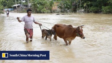 ‘They’re criminals’: why cow vigilante violence in India has surged under Modi 3.0