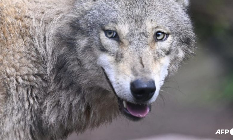 Indian villagers kill last wolf from man-eating pack