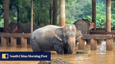 Two elephants die in flash flooding in northern Thailand