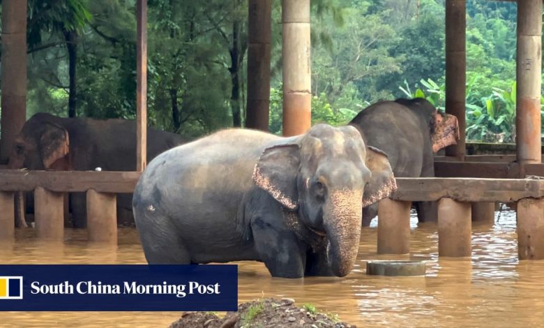 Two elephants die in flash flooding in northern Thailand