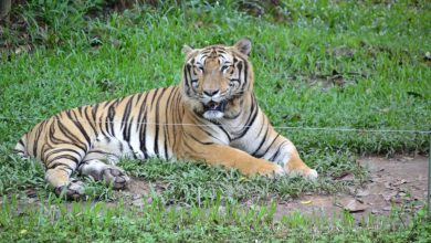 47 tigers dead in Vietnam zoos due to bird flu: State media