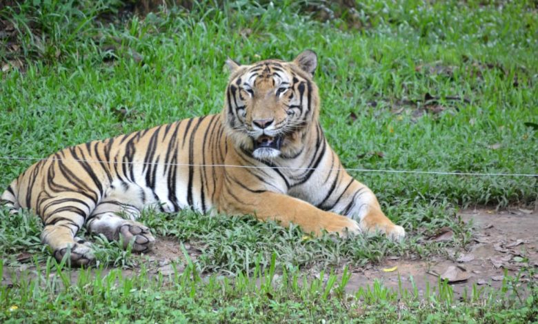 47 tigers dead in Vietnam zoos due to bird flu: State media