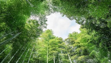 Anji 'gold mine' of bamboo trees spurs China's green development