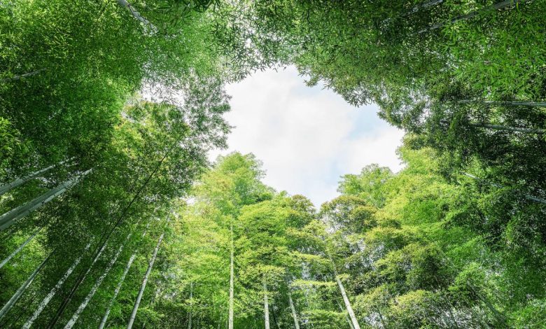 Anji 'gold mine' of bamboo trees spurs China's green development