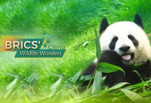 BRICS' Wildlife Wonders: China