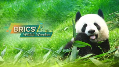 BRICS' Wildlife Wonders: China