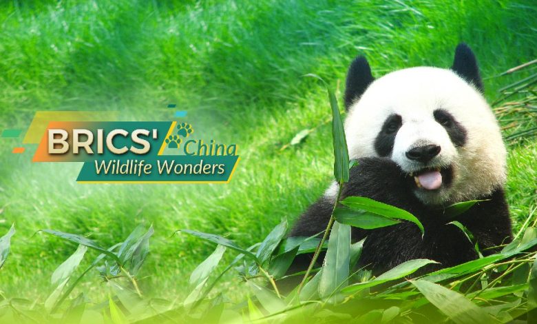 BRICS' Wildlife Wonders: China