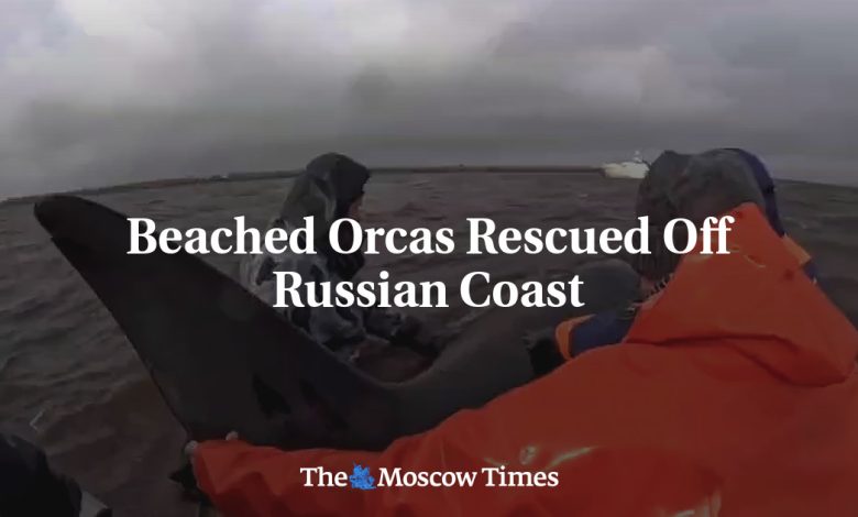 Beached Orcas Rescued Off Russian Coast