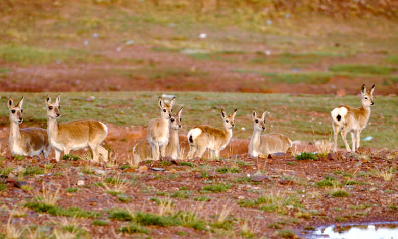 Biodiversity in Sanjiangyuan receives better protection