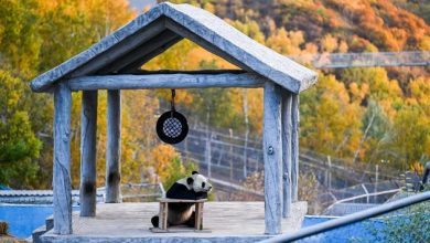 CHINA-INNER MONGOLIA-ULANQAB-AUTUMN SCENERY (CN)