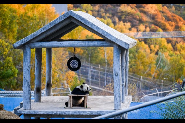 CHINA-INNER MONGOLIA-ULANQAB-AUTUMN SCENERY (CN)