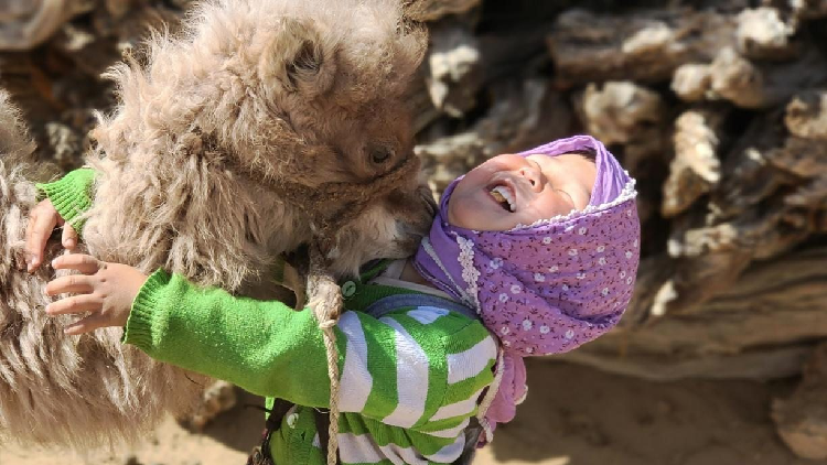 Camels: Man's best friend in the desert