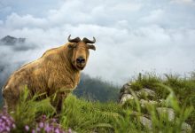 Conservation leads to recovery of wildlife in NW China's Shaanxi