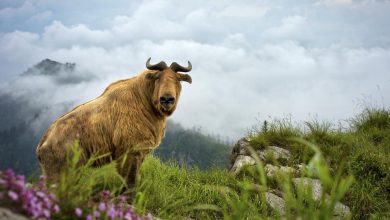 Conservation leads to recovery of wildlife in NW China's Shaanxi