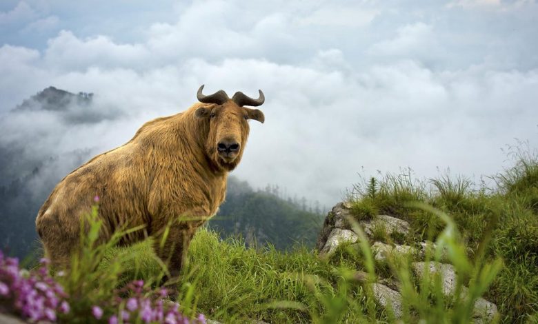 Conservation leads to recovery of wildlife in NW China's Shaanxi