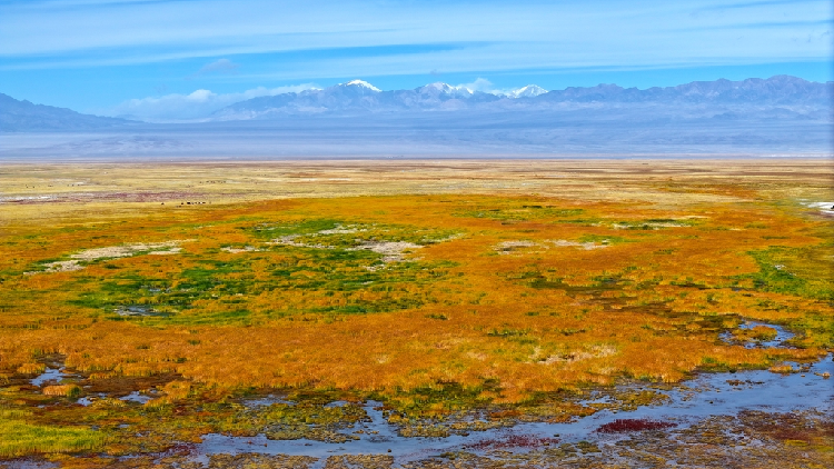 Haizi Grassland, a golden wonderland in Gansu's autumn