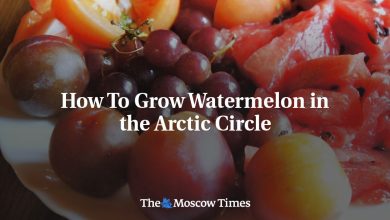 How To Grow Watermelon in the Arctic Circle