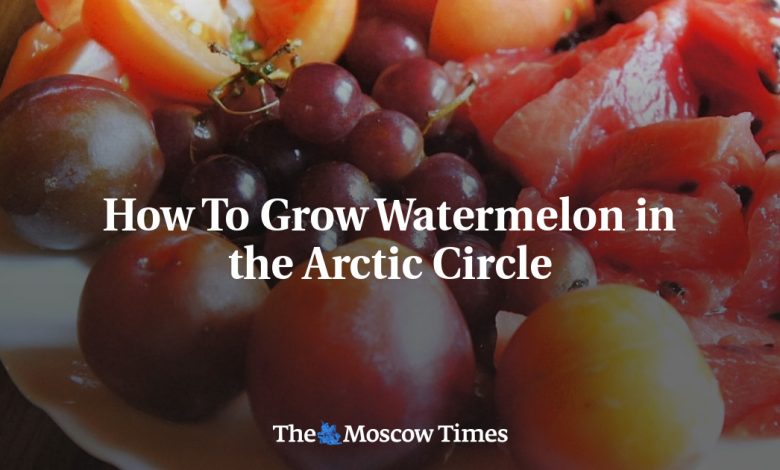 How To Grow Watermelon in the Arctic Circle