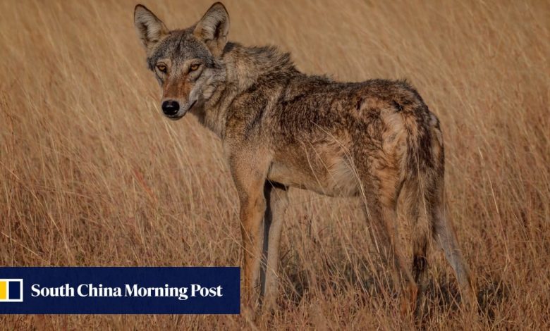 Indian villagers kill last wolf from man-eating pack