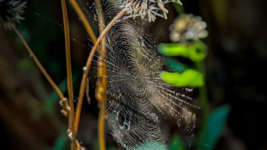 Kazakh Scientists Discover New Spider Species in Kyzylkum Desert