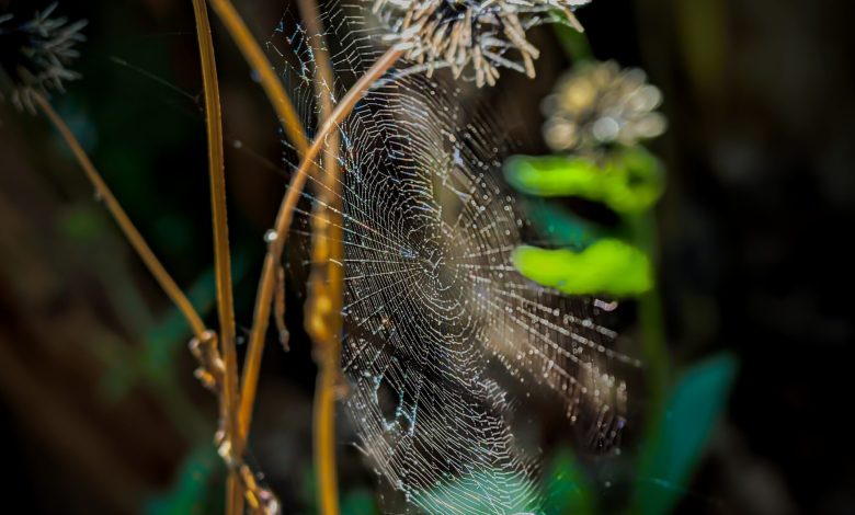 Kazakh Scientists Discover New Spider Species in Kyzylkum Desert