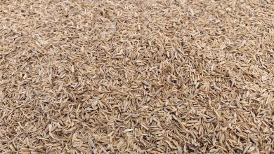 Kazakhstan Launches Innovative Production of Rice Husk-Based Material 