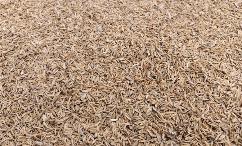 Kazakhstan Launches Innovative Production of Rice Husk-Based Material 