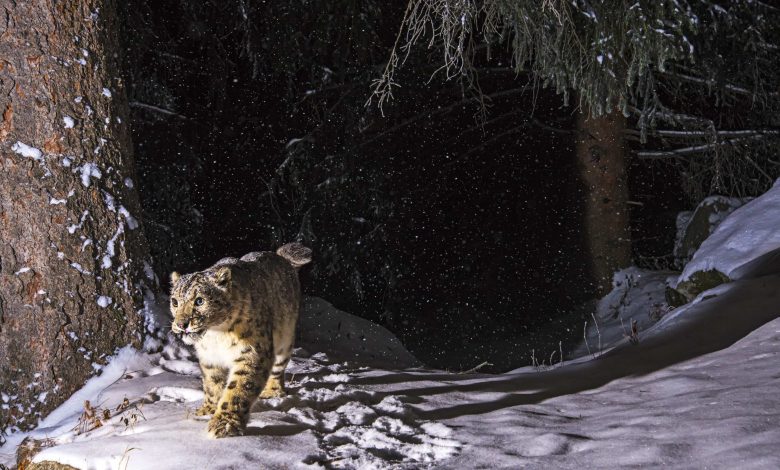 Kazakhstan and Kyrgyz Republic Join Forces to Preserve Snow Leopards