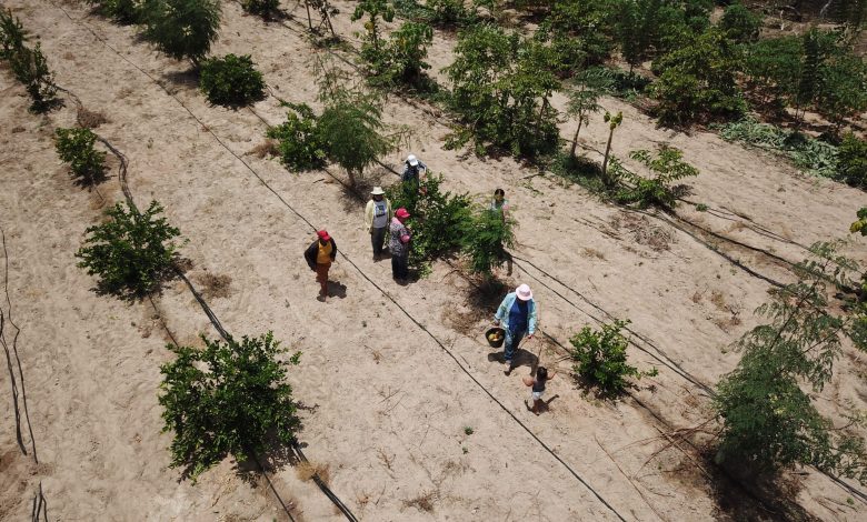 Kyrgyz Women-led Initiative Addresses Land Degradation and Economic Hardship, UNCCD Reports