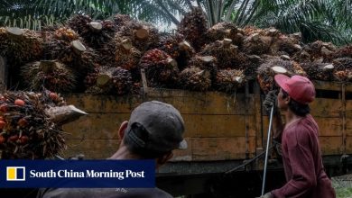 Malaysia’s palm oil lobby hails reprieve from EU deforestation law: ‘victory for common sense’