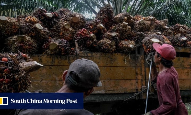 Malaysia’s palm oil lobby hails reprieve from EU deforestation law: ‘victory for common sense’