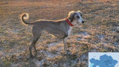 National Greyhound Competitions Name Most Beautiful Tazy Dog