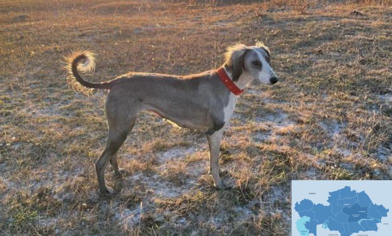 National Greyhound Competitions Name Most Beautiful Tazy Dog