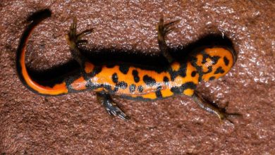 New newt species discovered in national park in E China's Jiangxi