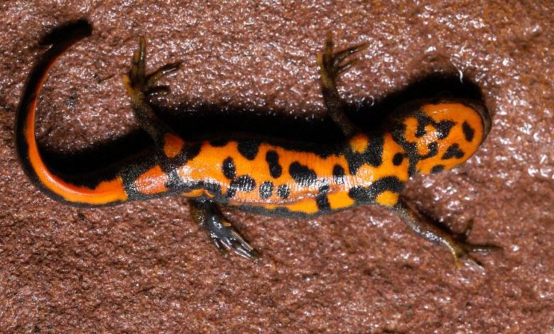 New newt species discovered in national park in E China's Jiangxi