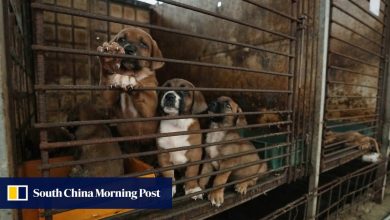 Plan to make South Korea dog meat-free faces resistance from farmers, vendors