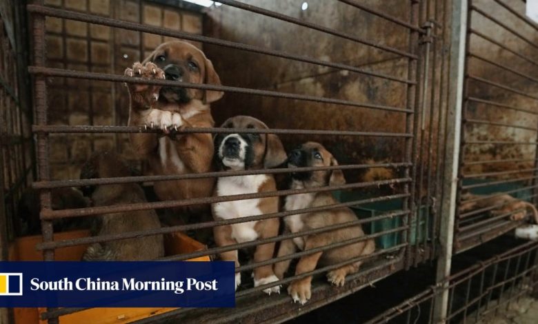 Plan to make South Korea dog meat-free faces resistance from farmers, vendors