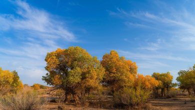 Poplar forests embrace autumn visitors with their golden leaves