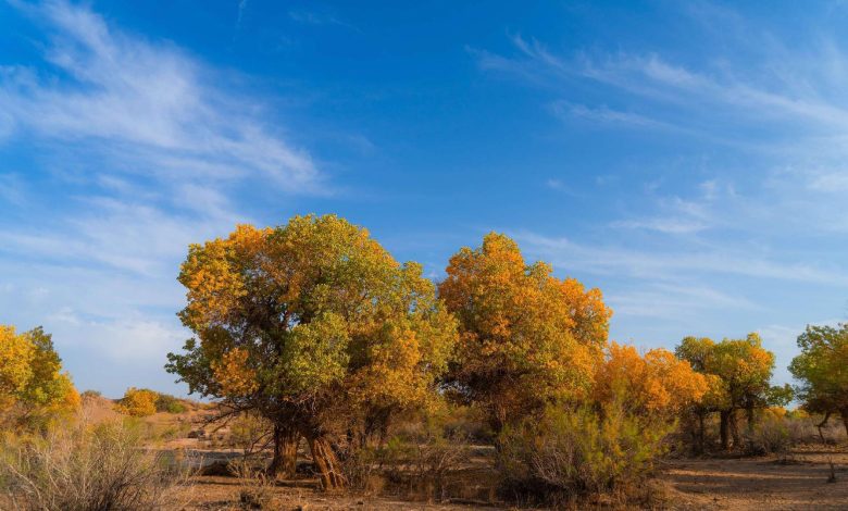 Poplar forests embrace autumn visitors with their golden leaves