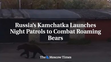 Russia’s Kamchatka Launches Night Patrols to Combat Roaming Bears