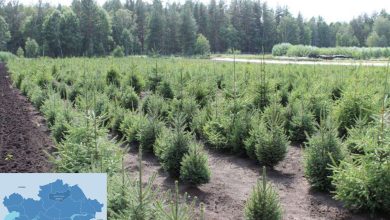 Swiss Company Launches Major Reforestation Initiative Across 14,500 Hectares in Akmola Region