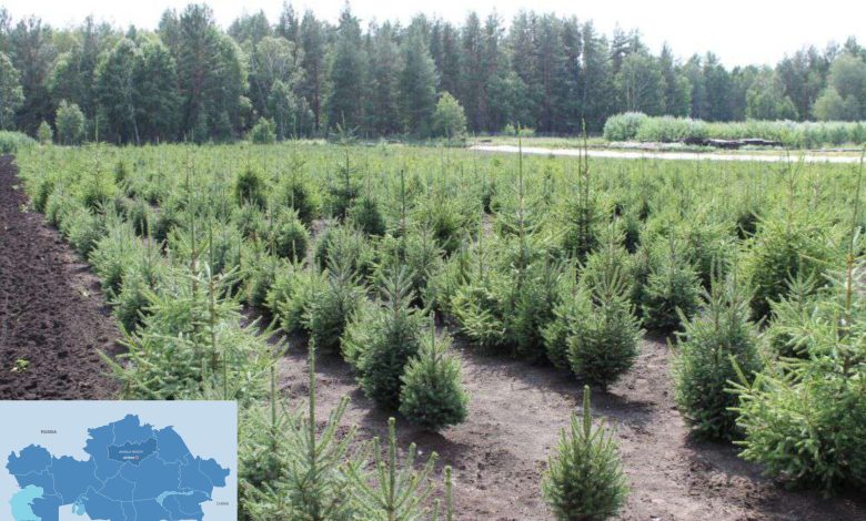 Swiss Company Launches Major Reforestation Initiative Across 14,500 Hectares in Akmola Region